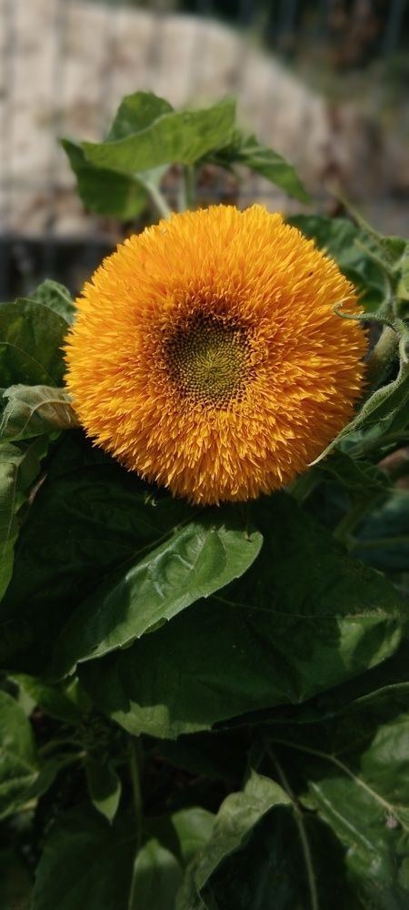 Плюшевый мишка/sunflower teddy bear