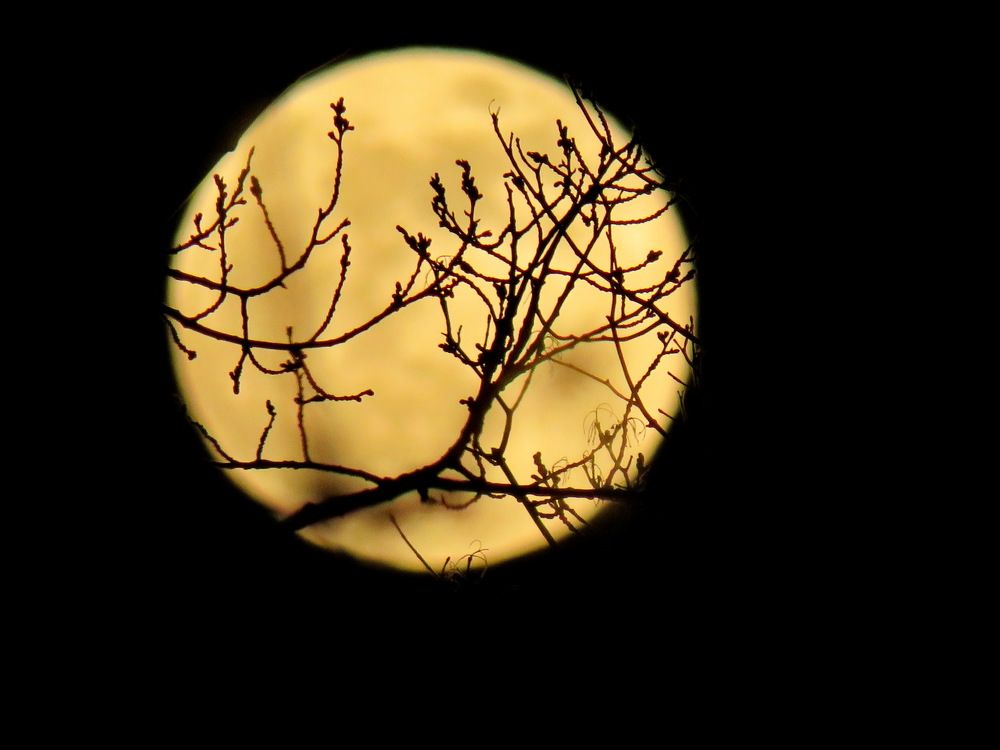 Moon through tree branches
