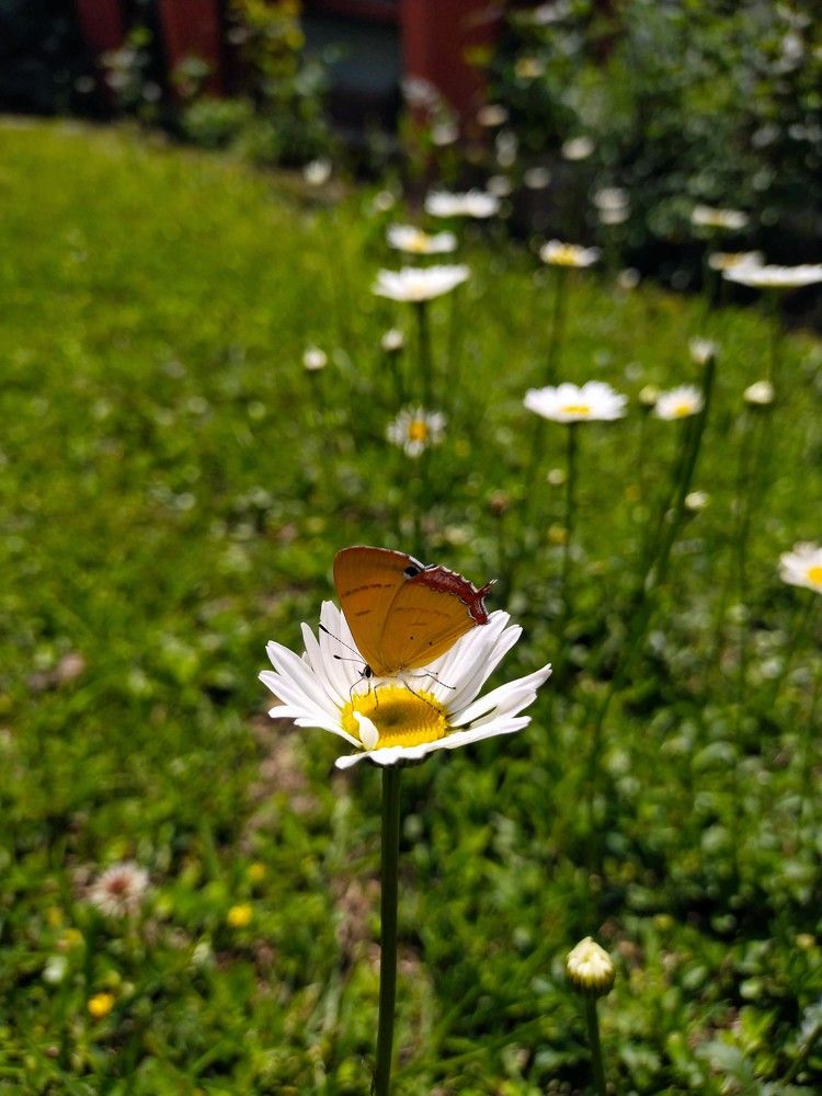 Daisy flower with butterfly
