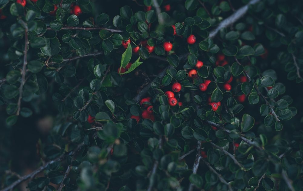 Photograph by Виктория Куликова