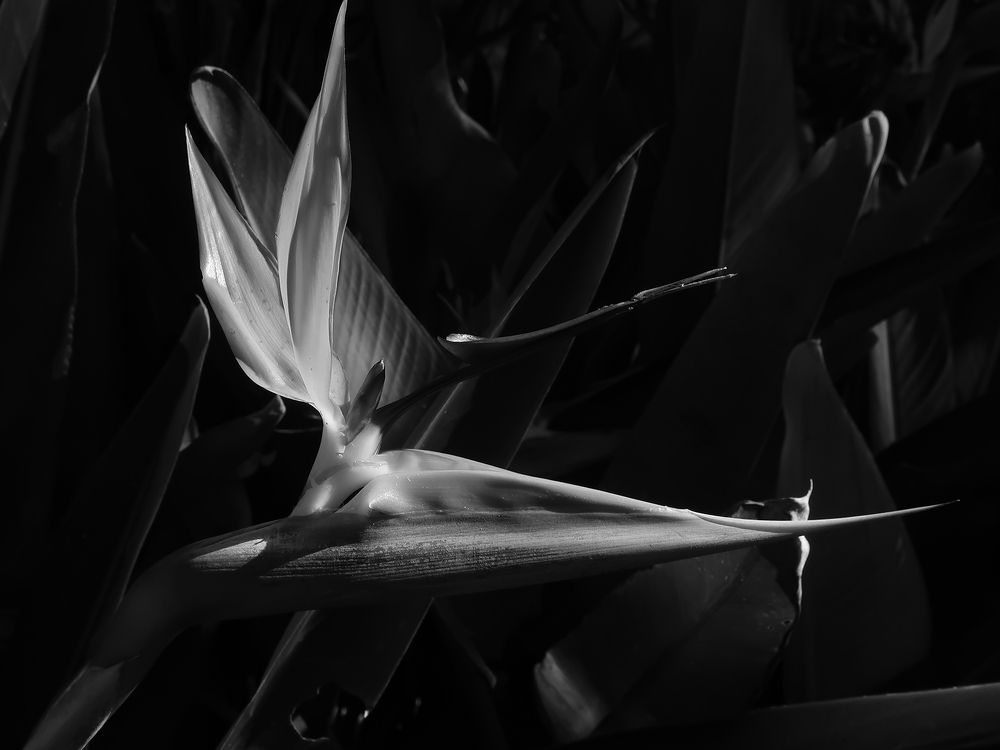 Photograph by Andrea Guedella