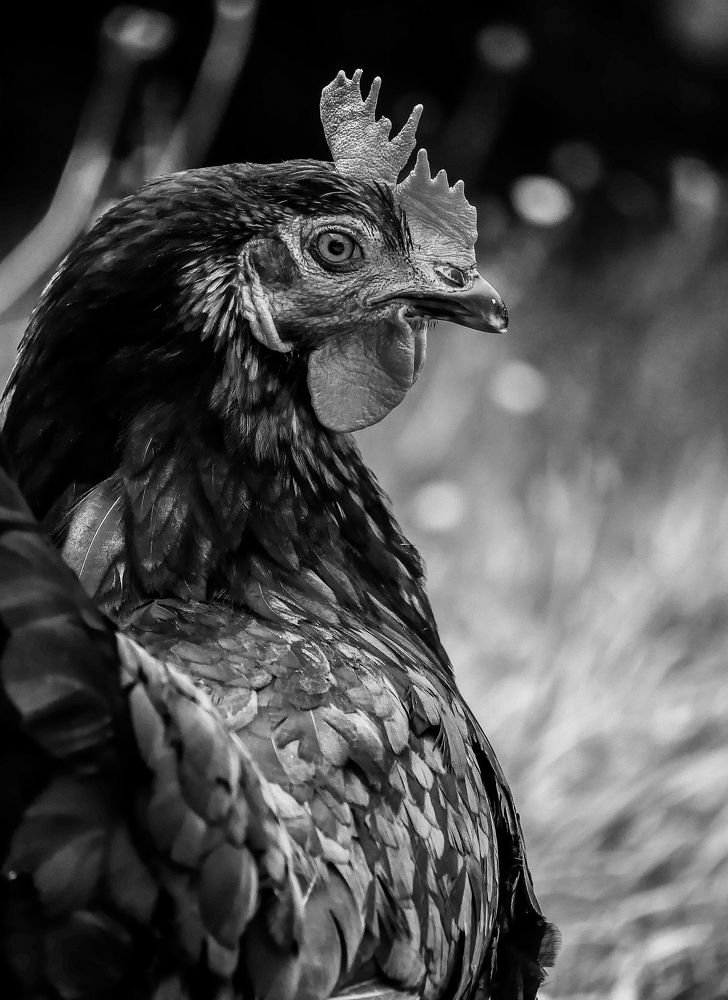 Photograph by Rachid azzouzy