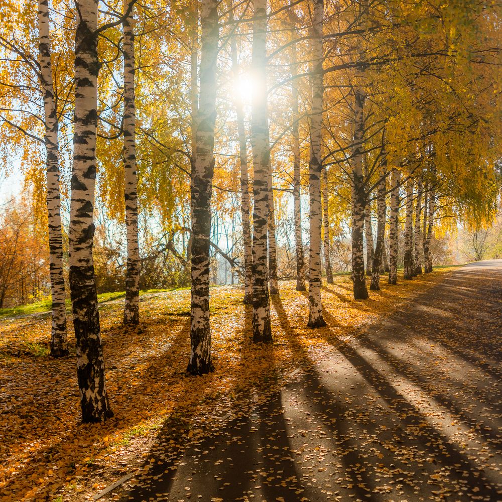 Фотография автора Панагушин Сергей