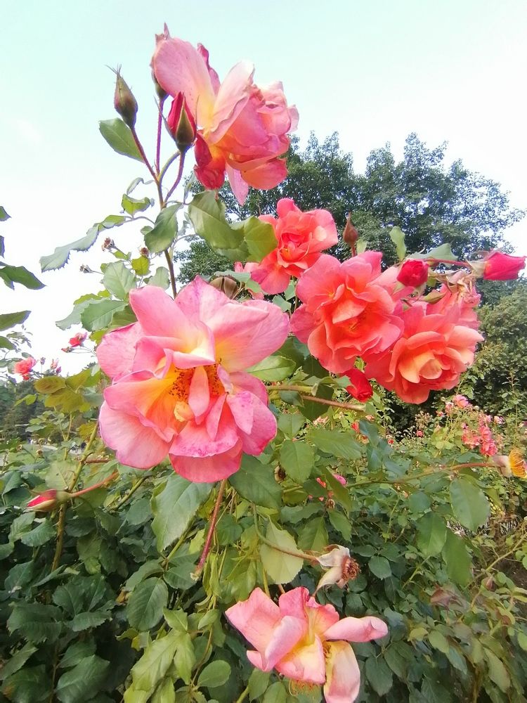 Долина Роз... Кисловодск