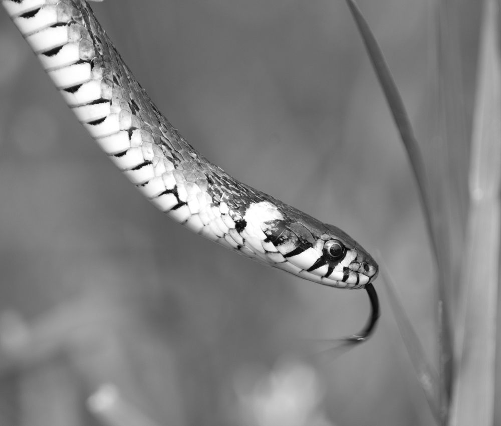 Photograph by ivca golemi