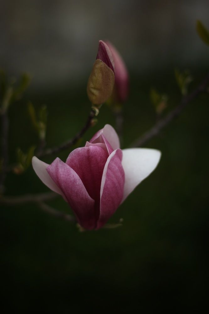 Photograph by Анастасия Братчун