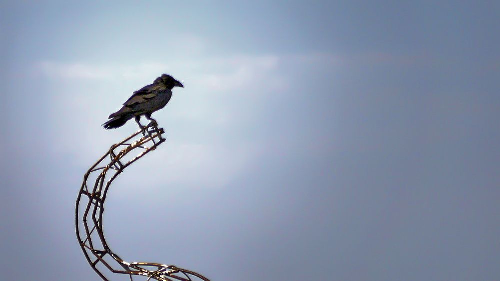 Ну, очень концептуальная ворона