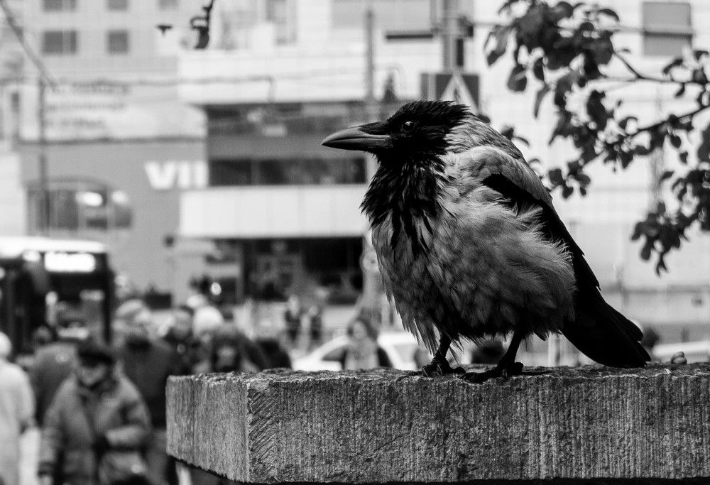 Photograph by Alex Mazurenko