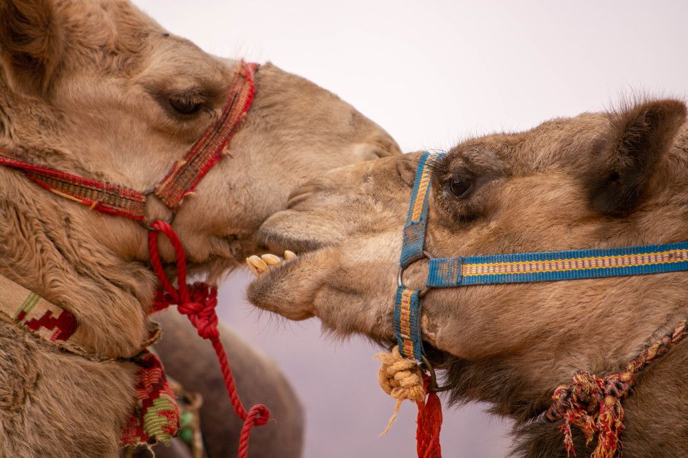 Photograph by esti lahat