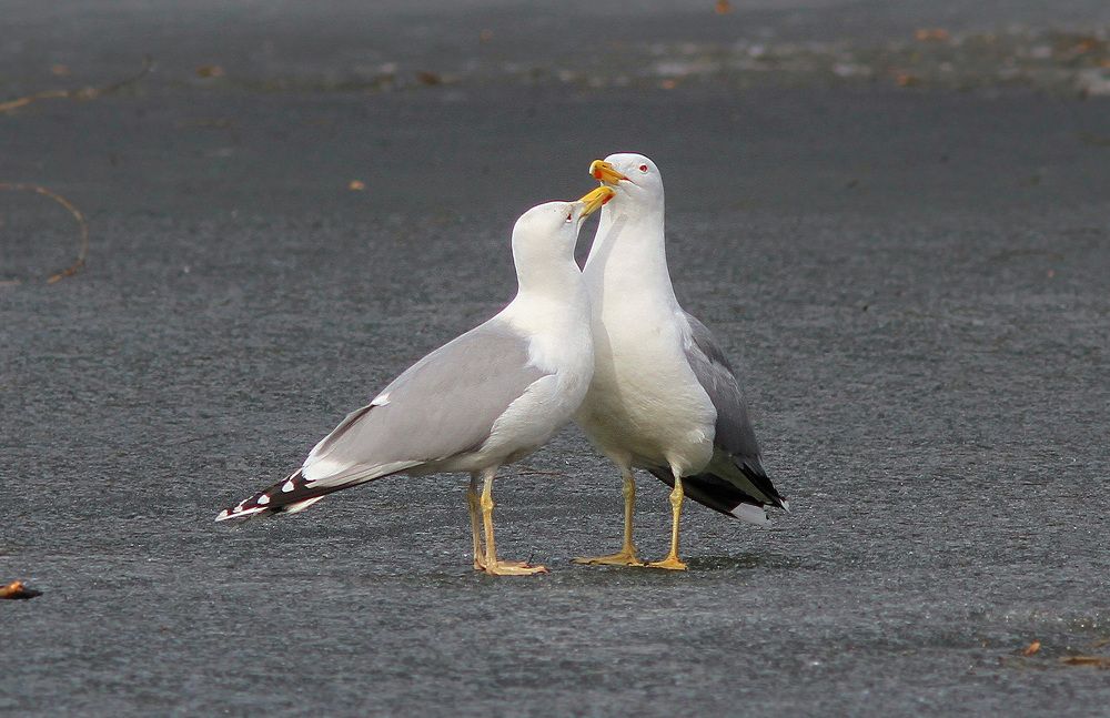 Фотография автора Михаил Крюков