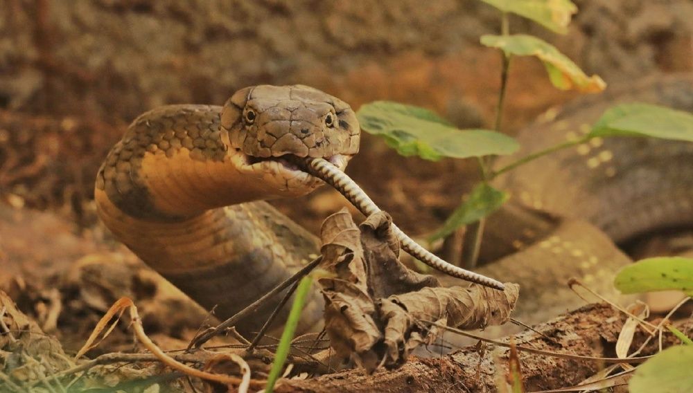 Photograph by prabhakar Gujjarappa