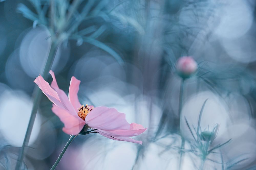 Photograph by Sokolova Tatiana