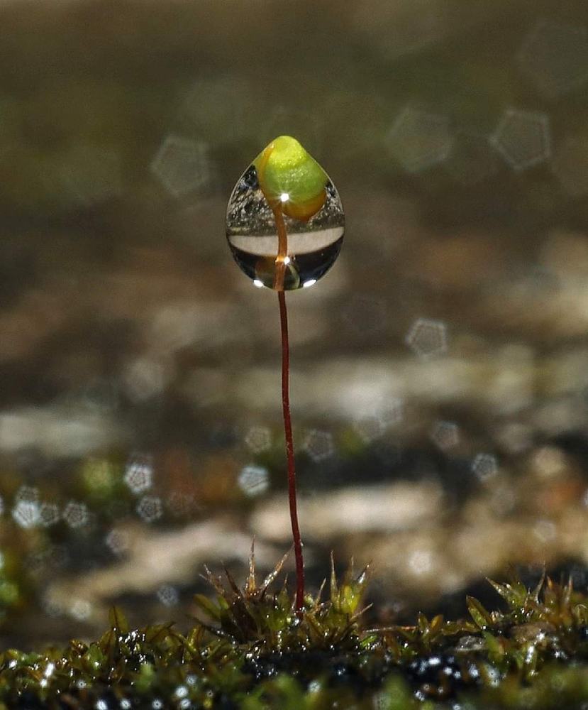 Photograph by prabhakar Gujjarappa