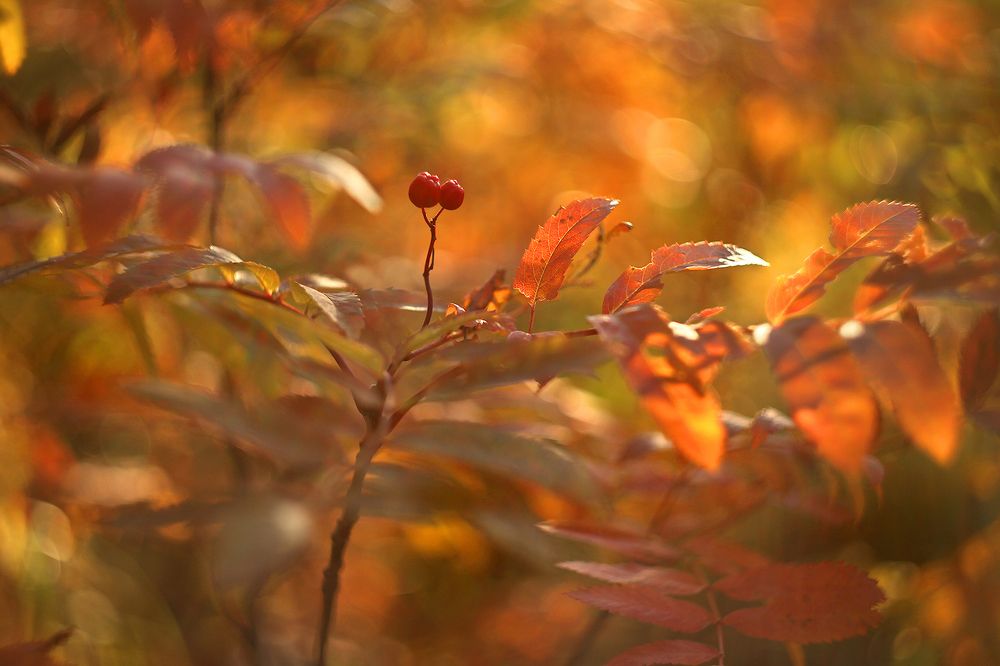 Photograph by Sokolova Tatiana