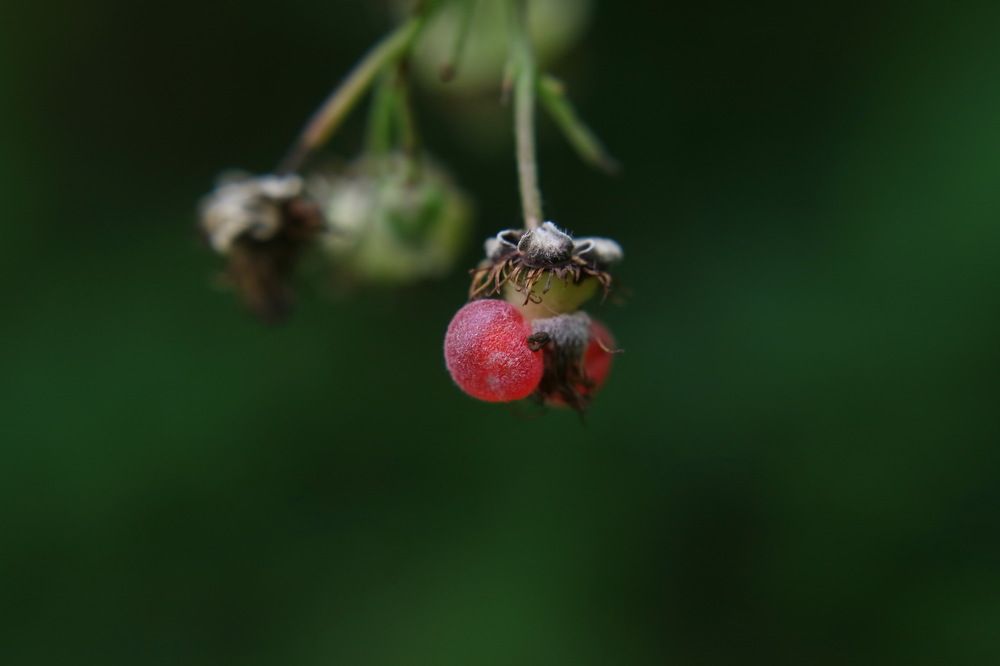 Photograph by ILYA KOREYSHA