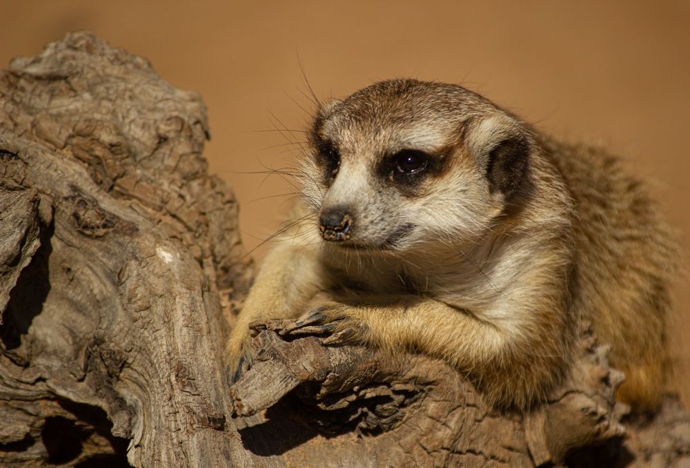 Photograph by Ольга Колокольникова