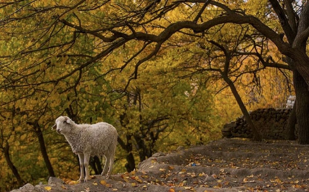 Фотография автора Imran Arif