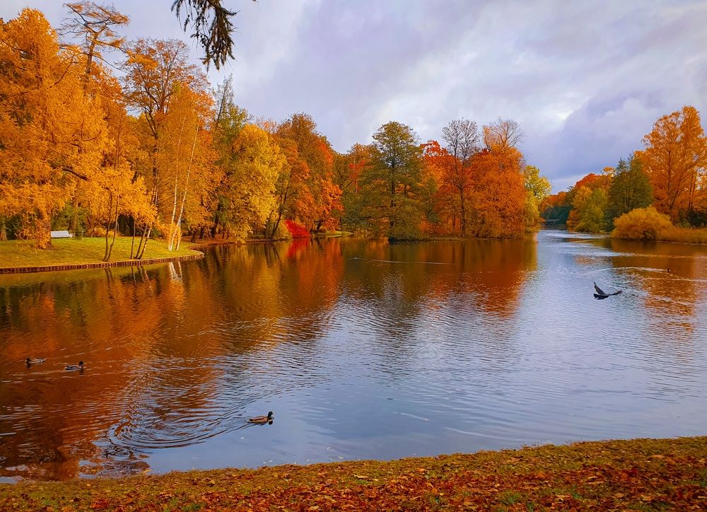 Яркая осень.