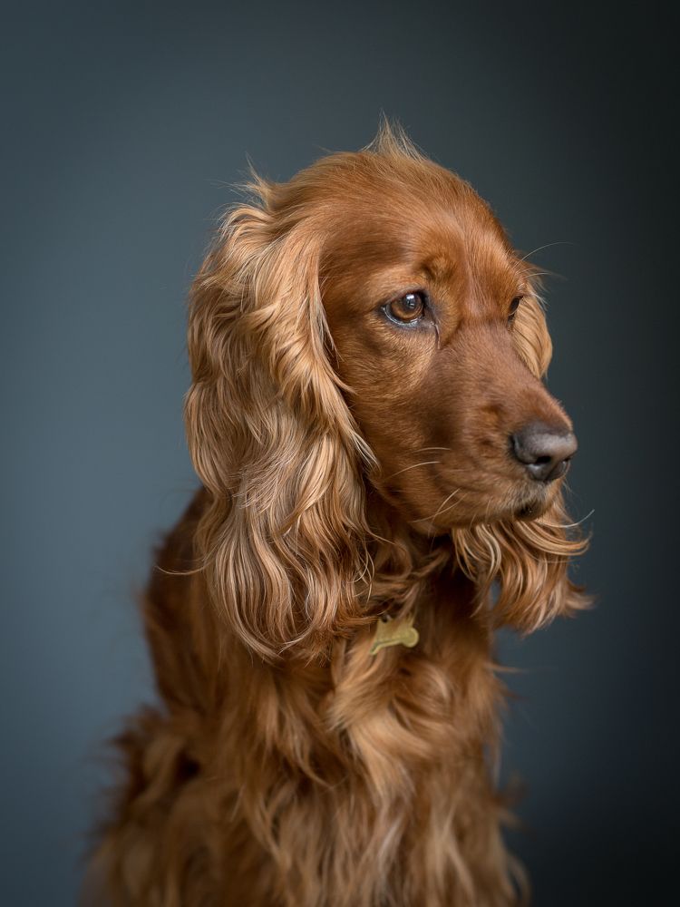 Элька-спаниелька