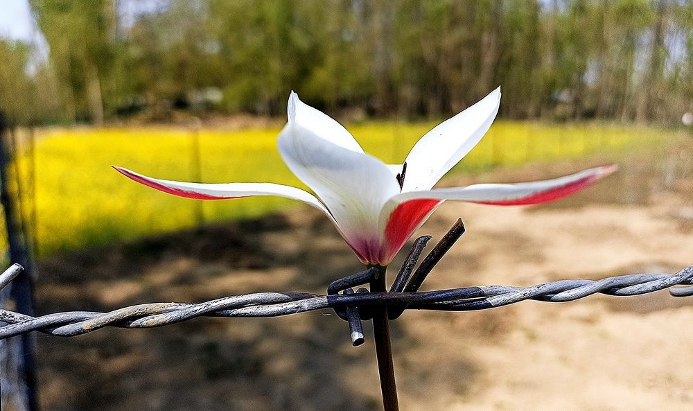 Photograph by Murtaza Rashid