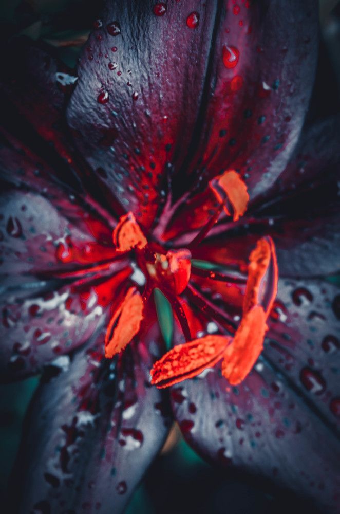 Photograph by Дмитрий Педченко