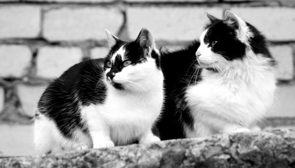 Photograph by 