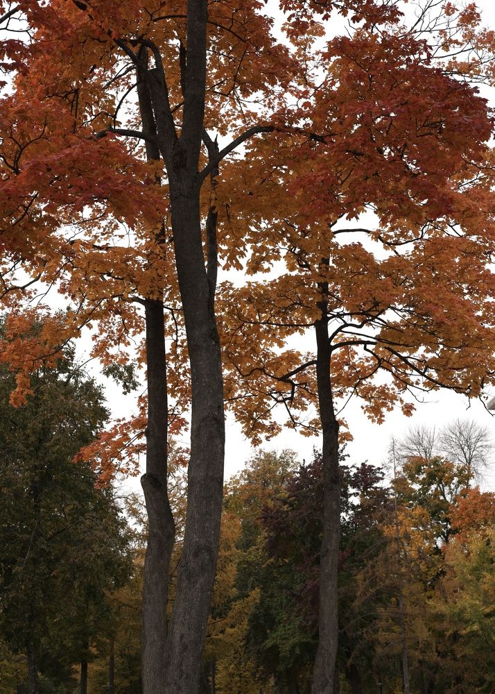 Фотография автора Ирина Мосько