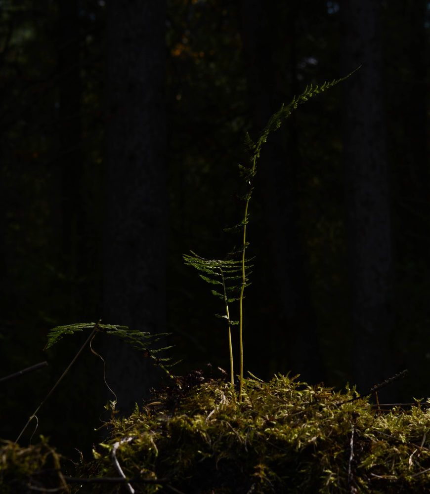 Photograph by Ирина Киевская