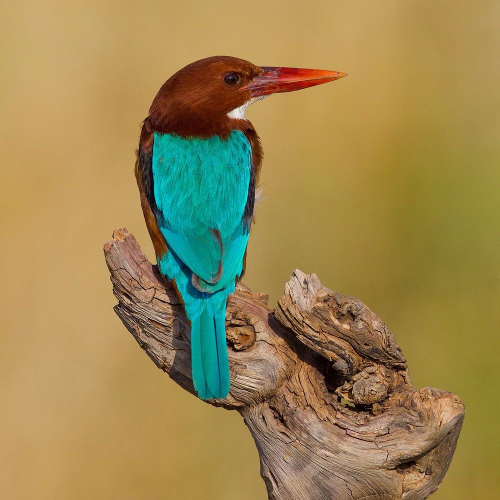 Photograph by David Manusevich