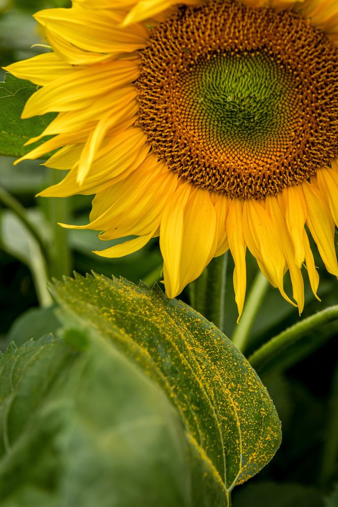 Photograph by Денчук Наталья