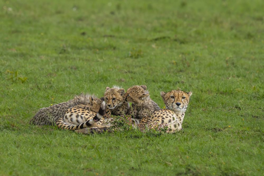 Фотография автора Saurabh Dhanorkar