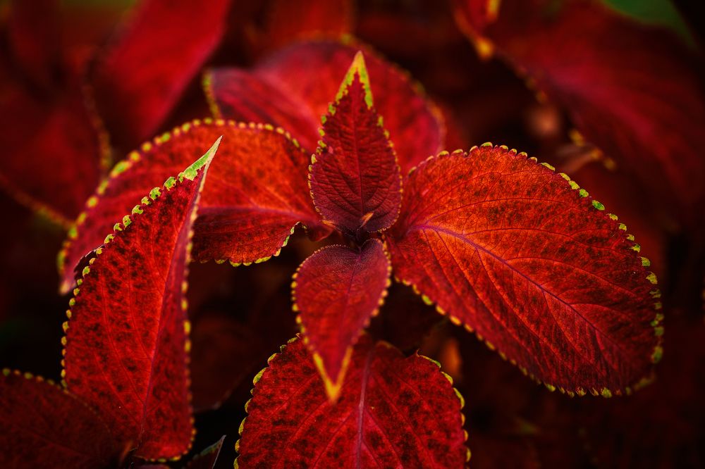 Photograph by Александр Мячин