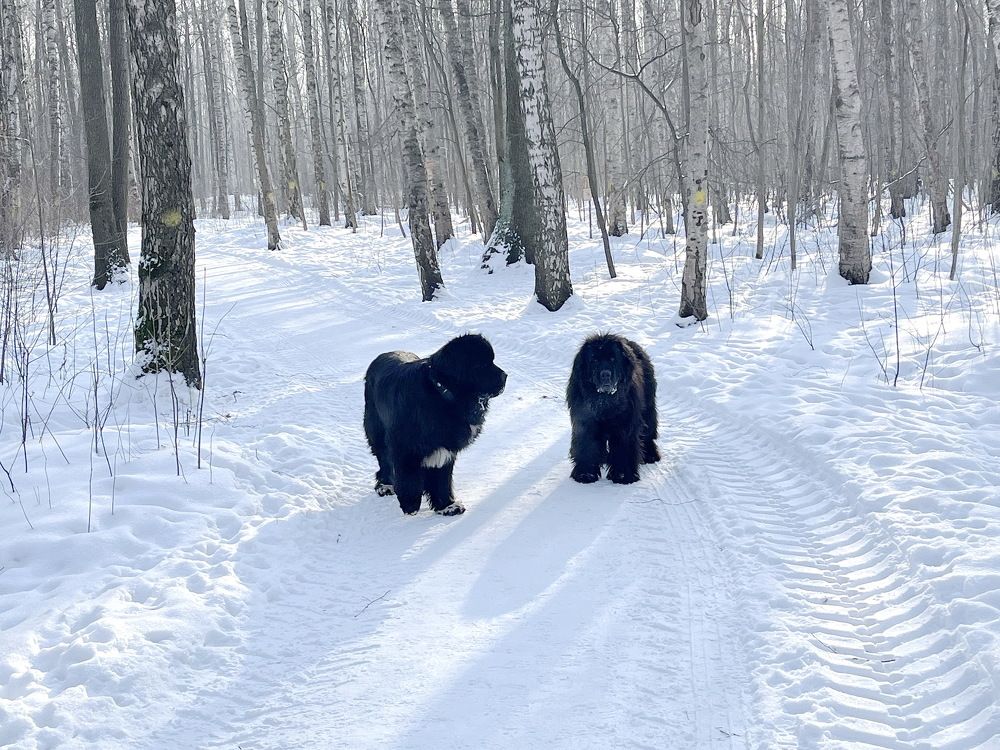 Красавцы... чёрненькие...!