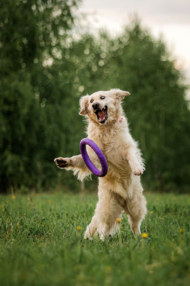 Фотография автора Киреева Екатерина