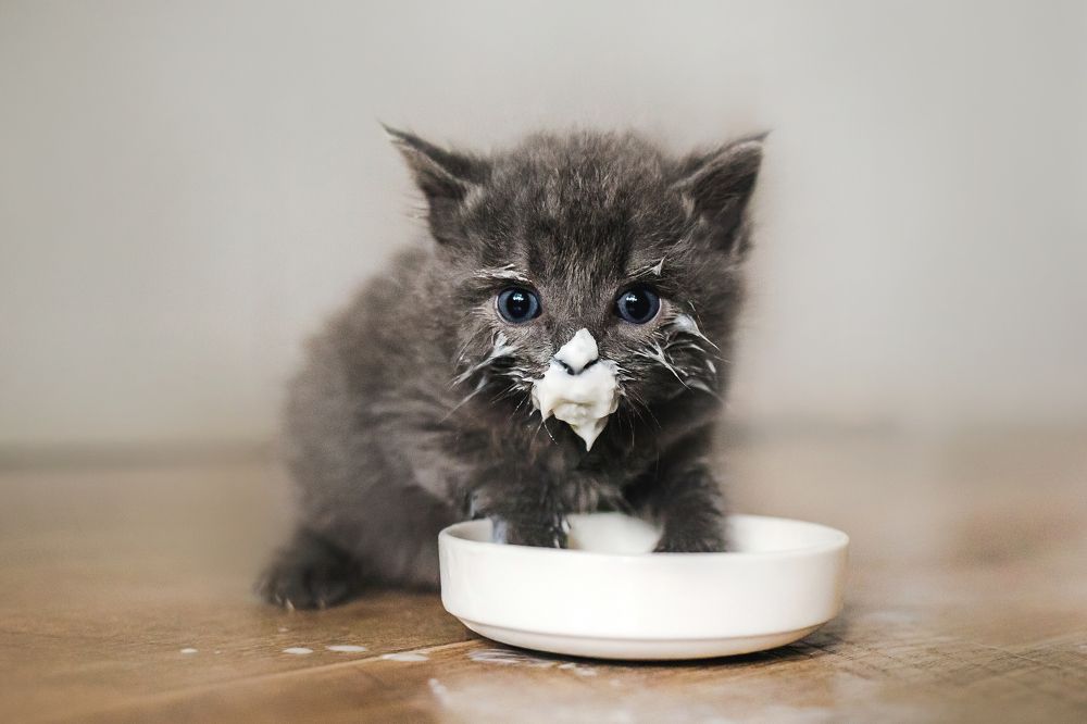 Photograph by Киреева Екатерина