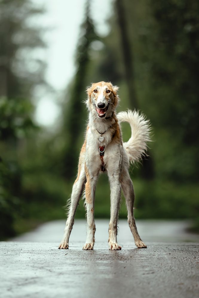 Фотография автора Киреева Екатерина