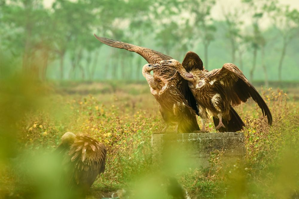 Photograph by Partha Chakraborty