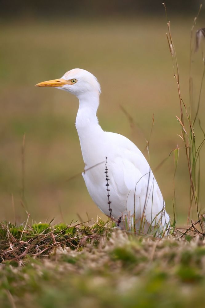 Photograph by Ambi Puvi