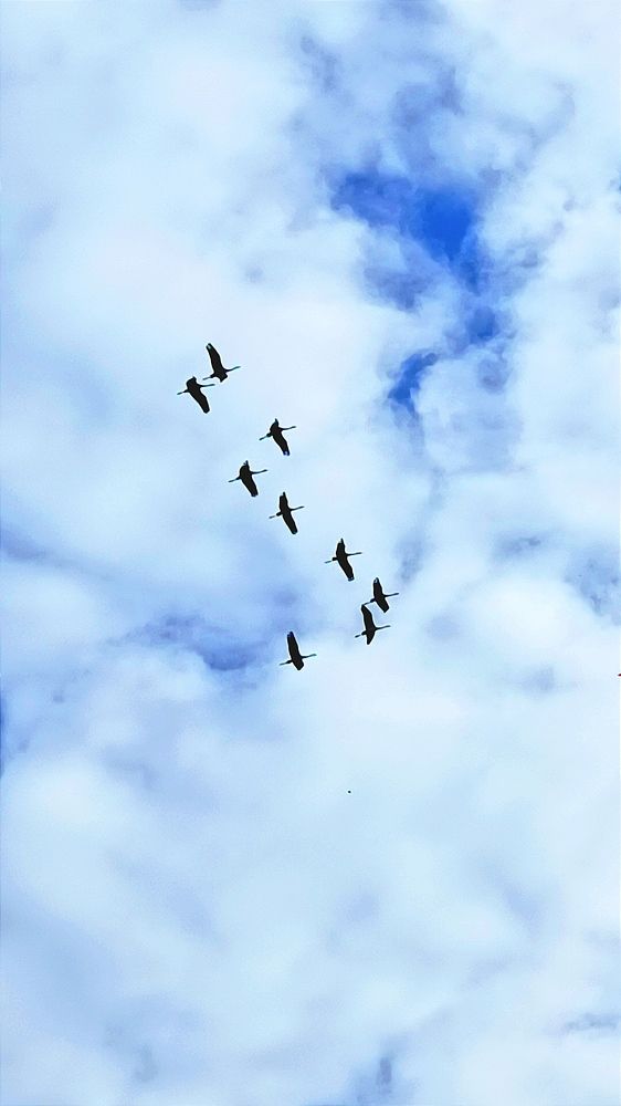 Красиво летят