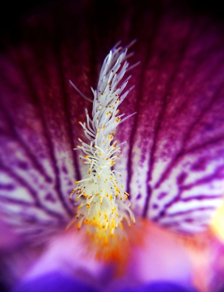 Photograph by Ritu Dinkar