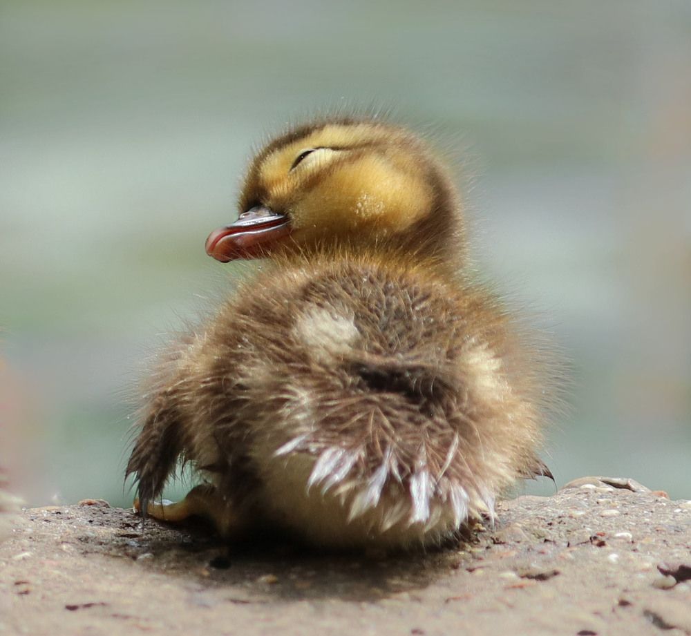 Photograph by Ambi Puvi