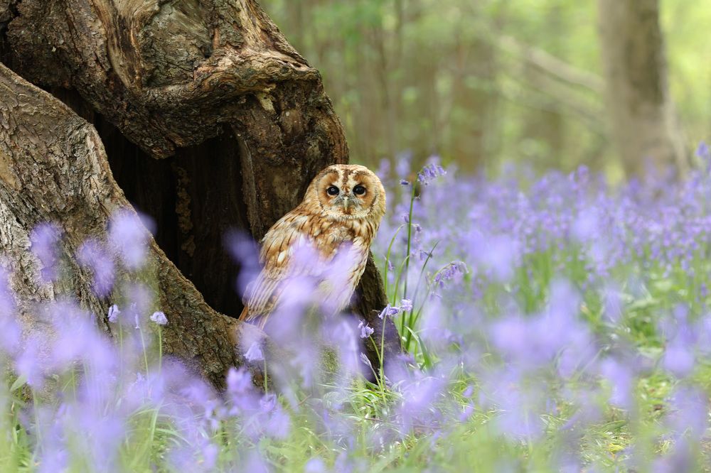 Photograph by Ambi Puvi