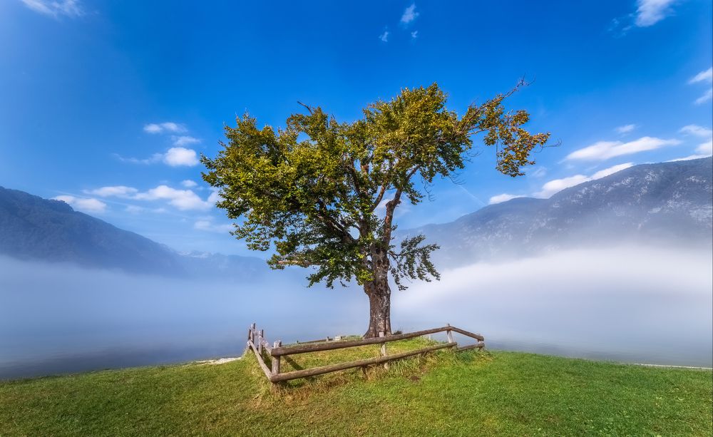 Bohinj's famous beech tree