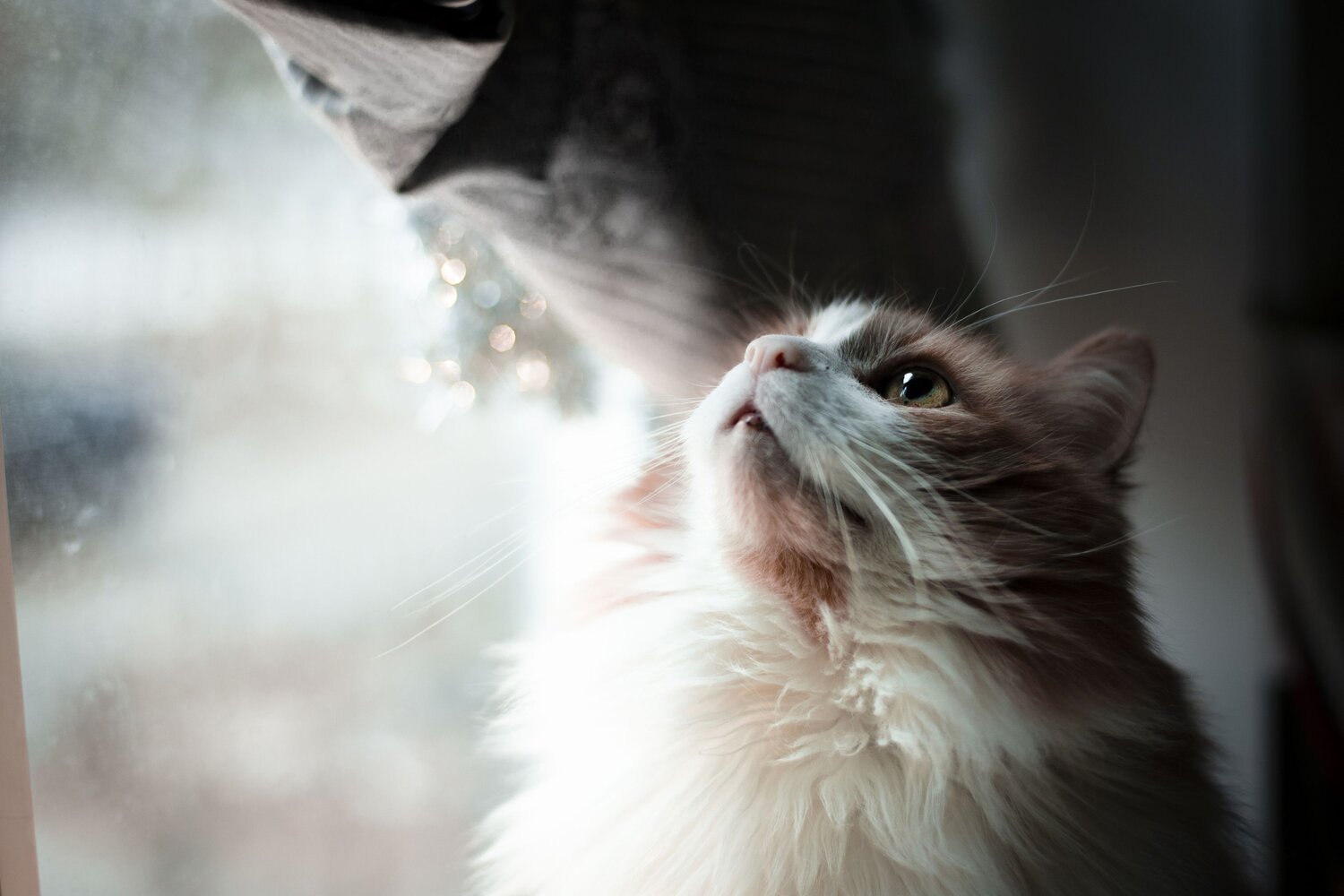 Photo #9714909
