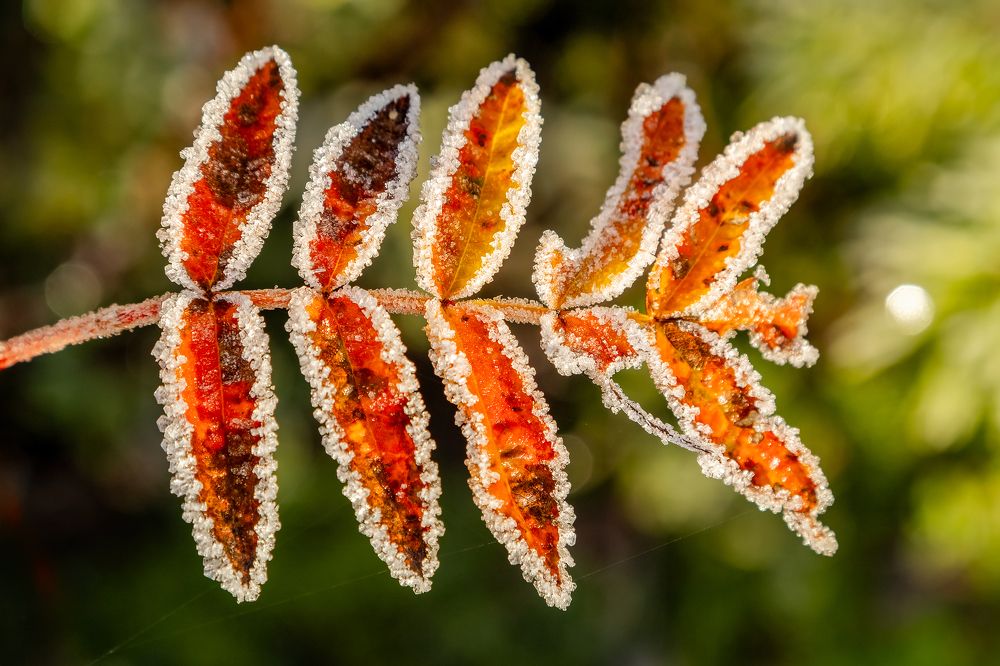 Photograph by Алексей Фрилунд