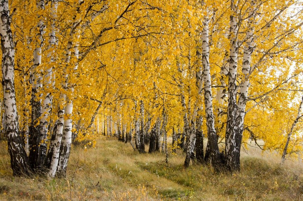 Photograph by Евгения Антропова