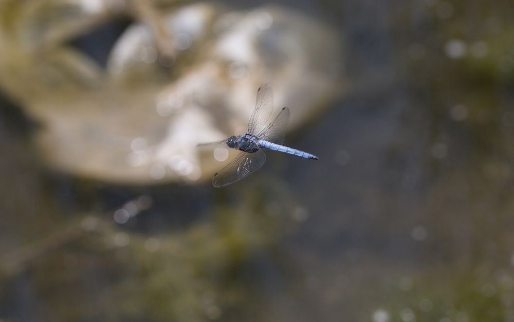 Photograph by Natalya Snegovaya