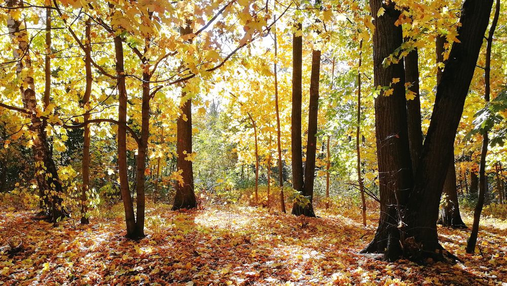 Осенний лес.