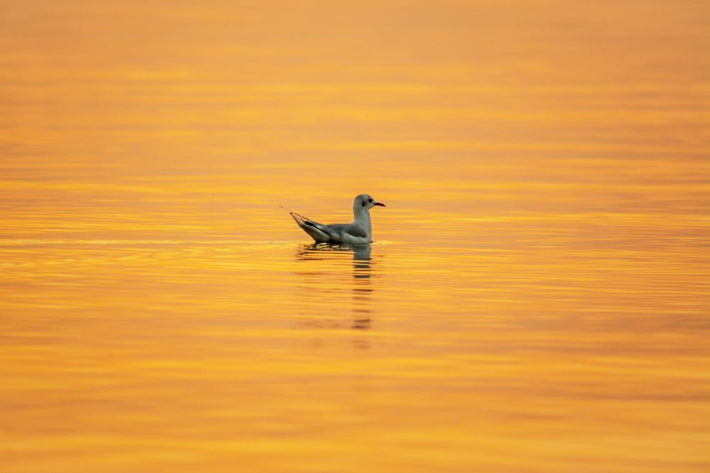 Photograph by Марина Канавченко