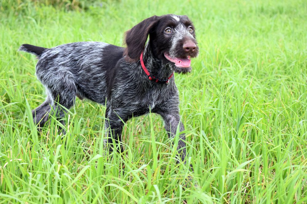 Щенок дратхаара.